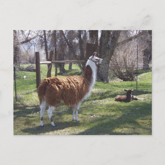 ラマのママおよびベビーのラマ僧 ポストカード (正面)