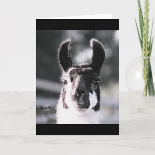 ラマの耳 カード (正面)