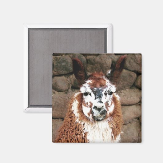 ラマの視線 マグネット (正面/裏面)