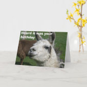 ラマの誕生日 カード (黄色い花)