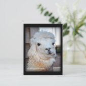 ラマの郵便はがき ポストカード (スタンド正面)