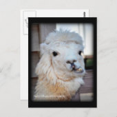 ラマの郵便はがき ポストカード (正面/裏面)