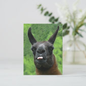 ラマはあなたで舌を突き出ます! ポストカード (スタンド正面)