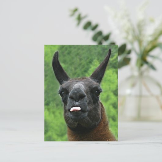 ラマはあなたで舌を突き出ます! ポストカード (スタンド正面)