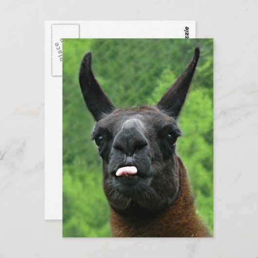 ラマはあなたで舌を突き出ます! ポストカード (正面/裏面)