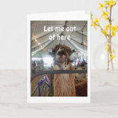 ラマは外に出てお前の誕生日祝になりたい カード (黄色い花)