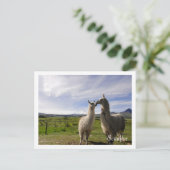 ラマキスをするス・コトパシ・エクアドル ポストカード (スタンド正面)