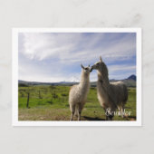 ラマキスをするス・コトパシ・エクアドル ポストカード (正面)