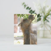 ラマスが大好き ポストカード (スタンド正面)