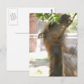 ラマスが大好き ポストカード (正面/裏面)