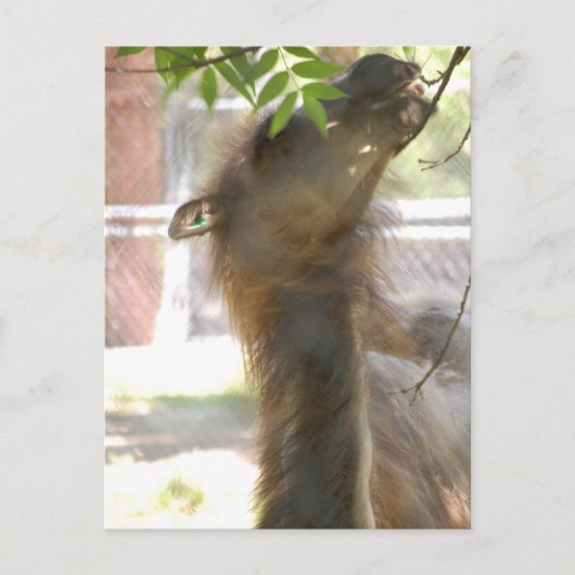 ラマスが大好き ポストカード (正面)