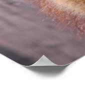 ラマス ポスター (角)