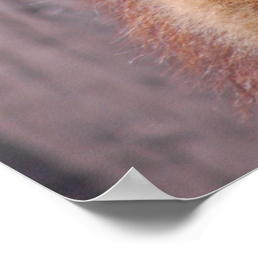 ラマス ポスター (角)