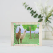 ラマス ポストカード (スタンド正面)