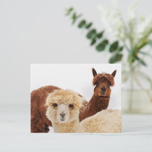 ラマス ポストカード (スタンド正面)