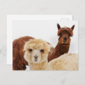 ラマス ポストカード (正面/裏面)