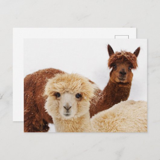 ラマス ポストカード (正面/裏面)