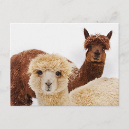 ラマス ポストカード (正面)