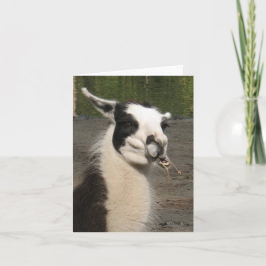 ラマノートカードを昼食中 カード (正面)