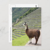 ラマプライド ポストカード (正面/裏面)