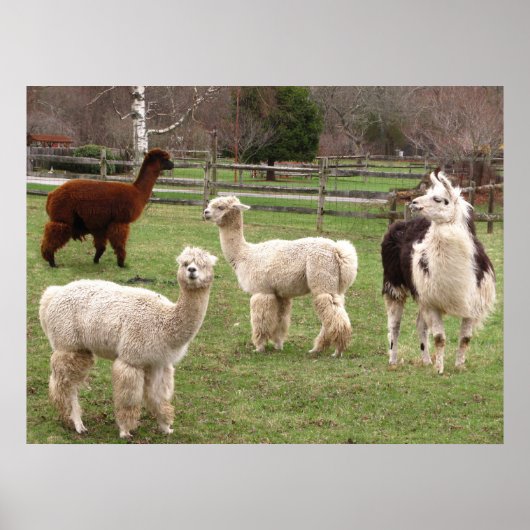 ラマメランジ～プリント ポスター (正面)