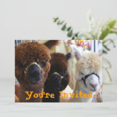 ラマラマ招待状 招待状 (スタンド正面)