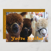 ラマラマ招待状 招待状 (正面/裏面)