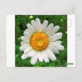 ラマルゲライト ポストカード (裏面)