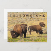 ラマルバレービソンイエローストーン国立公園 ポストカード (正面/裏面)