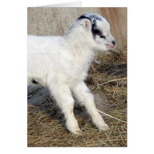 ラマンチャキッドあみご (正面)