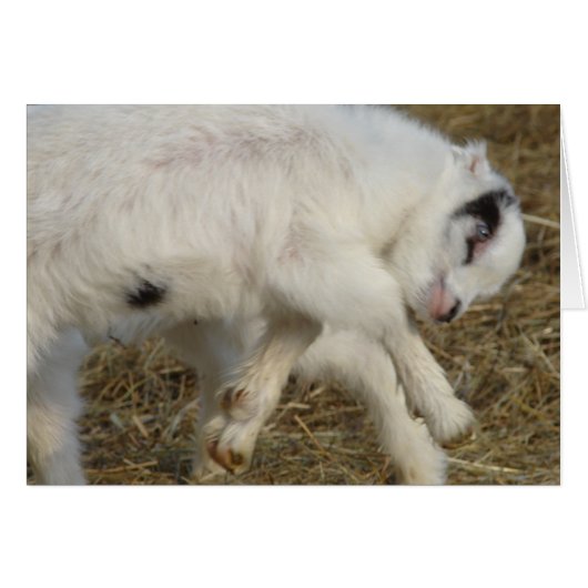 ラマンチャビリーキッド遊At (正面横)