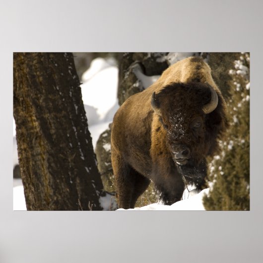 ラマーバレーのビソンイエローストーン国立公園 ポスター (正面)