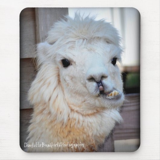 ラマ僧のマウスパッド マウスパッド (正面)