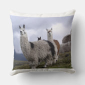 ラマ動物カスタムの運命の運命 クッション (裏面)