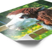 ラマ動物写真 フォトプリント            (角)