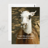 ラマ族の動物のおもしろい葉書。交差の後 ポストカード (正面/裏面)