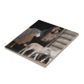 ラマ素晴らしス動物写真付き羊 タイル (側面)