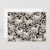 ラマ葉書 ポストカード (正面/裏面)