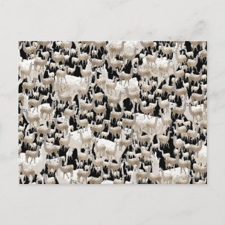 ラマ葉書 ポストカード