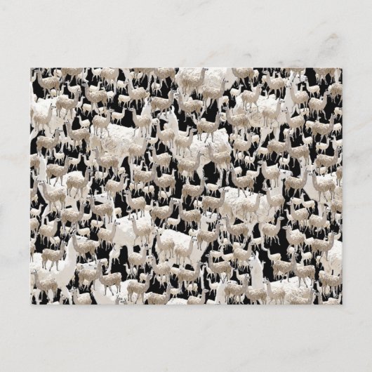 ラマ葉書 ポストカード (正面)