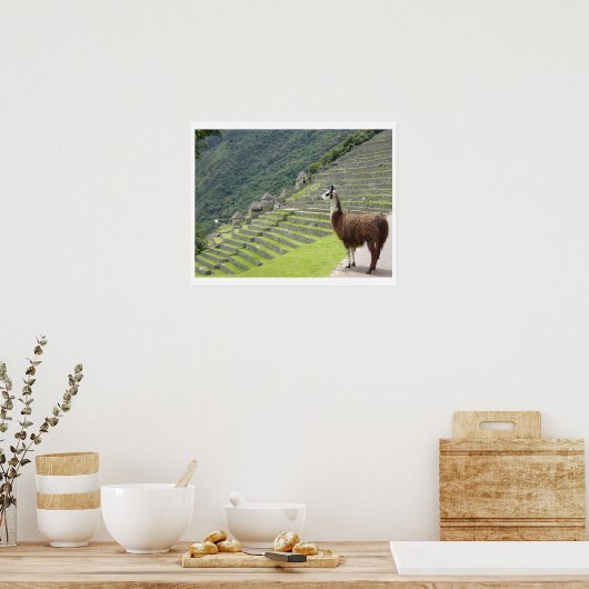 ラマ陸地 ポスター (キッチン)