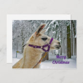 ラマ雪写真クリスマス ポストカード (正面/裏面)