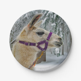 ラマ雪写真 ペーパープレート