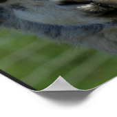 ラマ顔ポスター ポスター (角)