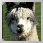 ラマ顔ポスター ポスター (正面)