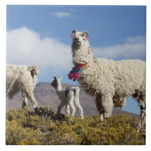 ラマ飾ーはプナ、アンデス山脈で群れている3 タイル (正面)