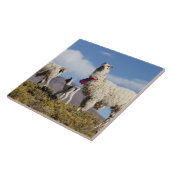 ラマ飾ーはプナ、アンデス山脈で群れている3 タイル (側面)