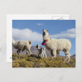 ラマ飾ーはプナ、アンデス山脈で群れている3 ポストカード (正面/裏面)