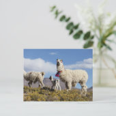 ラマ飾ーはプナ、アンデス山脈で群れている3 ポストカード (スタンド正面)