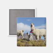 ラマ飾ーはプナ、アンデス山脈で群れている3 マグネット (正面/裏面)